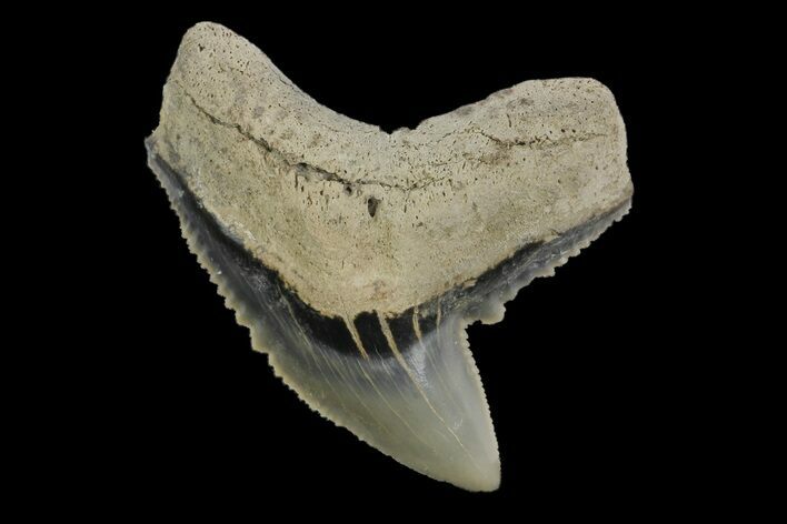 Fossil Tiger Shark (Galeocerdo) Tooth - Aurora, NC #179041